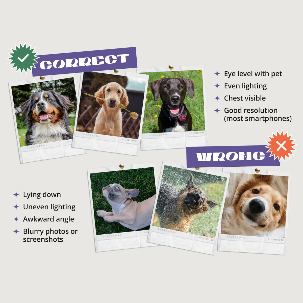 Custom Pet Portrait Photo Frame